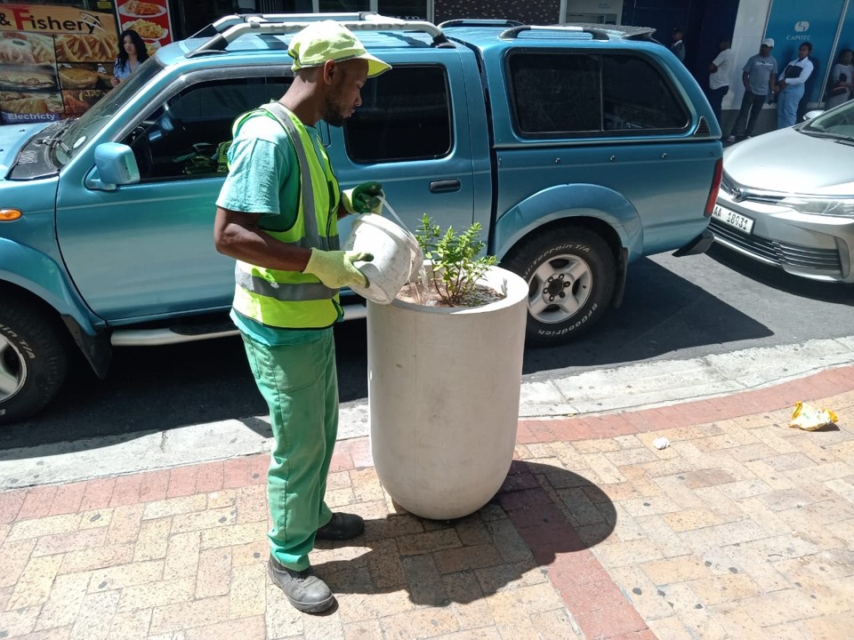 Wynberg cleaning - greening