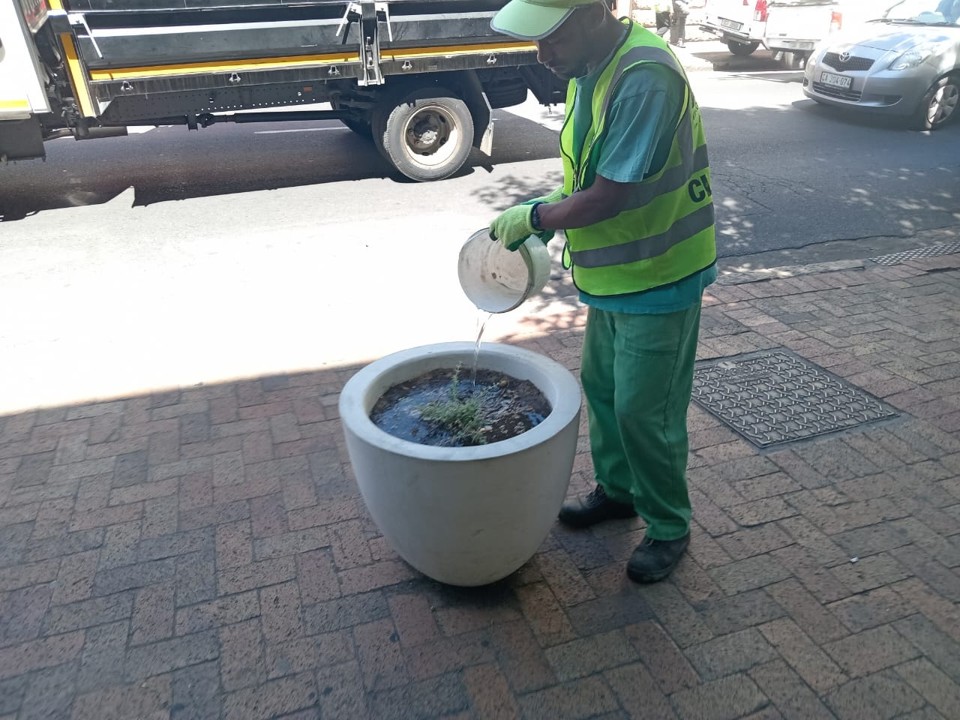 Wynberg cleaning - greening