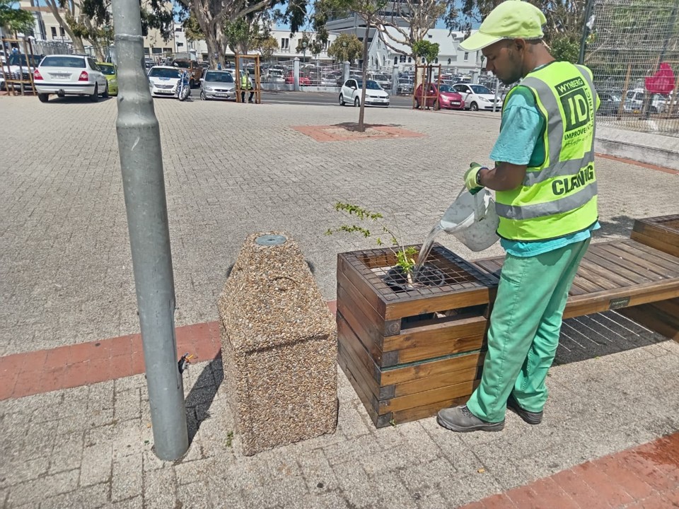 Wynberg cleaning - greening